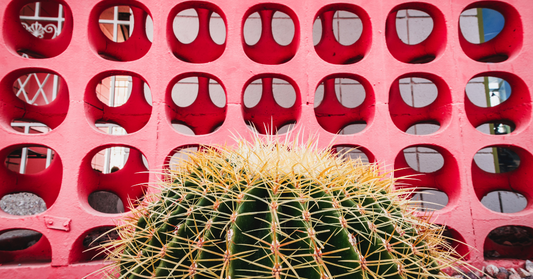 Mid-century modern design cactus